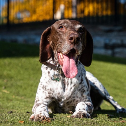 a dog sitting on grass